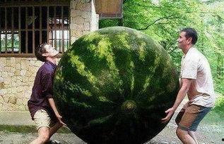 热门大瓜,热门大瓜背后的惊人真相